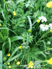Ranunculus acris