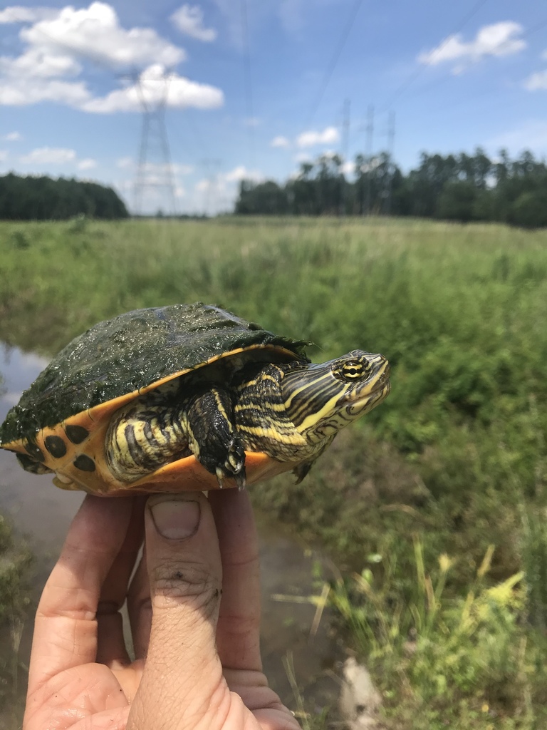 Eastern Chicken Turtle in June 2020 by Grover J. Brown · iNaturalist