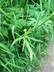 Ranunculus acris