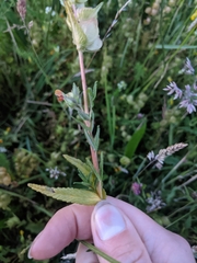 Rhinanthus serotinus