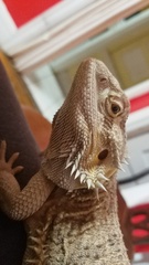 Pogona