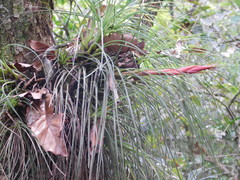 Tillandsia punctulata