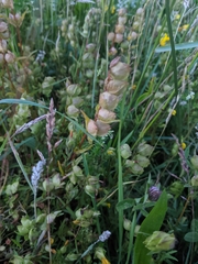 Rhinanthus serotinus