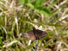 Erynnis lucilius