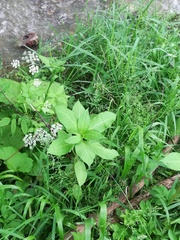 Impatiens glandulifera