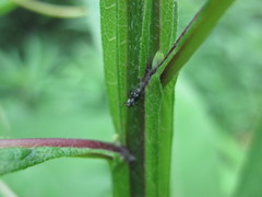 Cylindrocopturus quercus