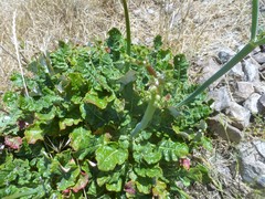 Eriogonum grande