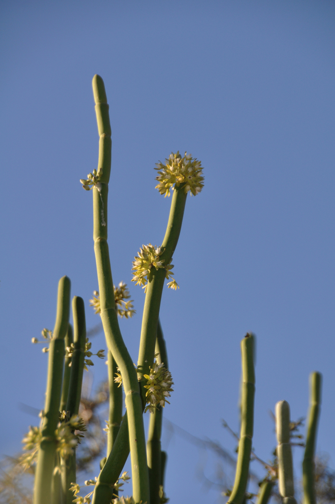 Cynanchum grandidieri
