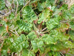 Eriogonum grande