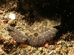Nudiantennarius subteres