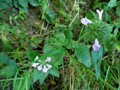 Clinopodium vulgare