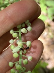 Celastrina neglectamajor