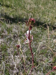 Oenothera coloradensis