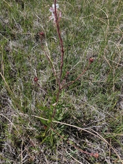 Oenothera coloradensis
