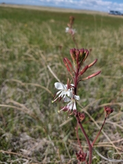 Oenothera coloradensis