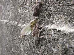 Hylogomphus abbreviatus