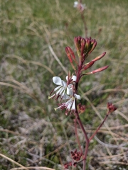 Oenothera coloradensis