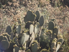 Opuntia huajuapensis