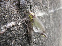 Hylogomphus abbreviatus