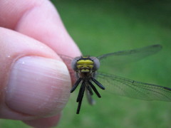 Hylogomphus abbreviatus