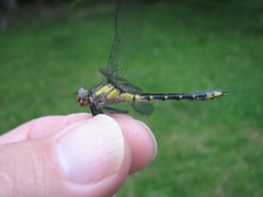 Hylogomphus abbreviatus