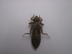 Hylogomphus abbreviatus