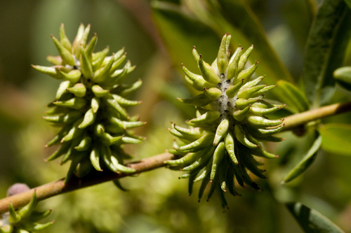 strap-leafed willow (Salix ligulifolia)