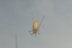 Larinia borealis