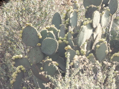 Opuntia huajuapensis
