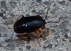 Geocoris uliginosus