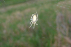 Larinia borealis