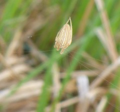 Larinia borealis