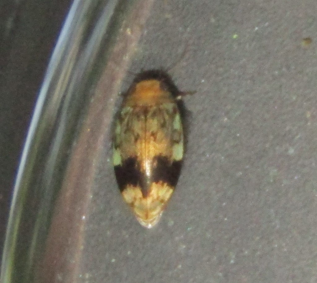 Laccophilus fasciatus rufus
