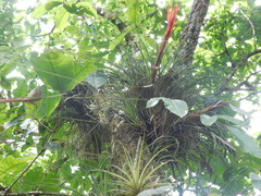Tillandsia punctulata