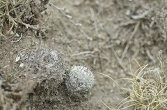 Mammillaria haageana haageana