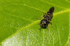 Ectemnius stirpicola