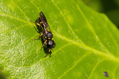 Ectemnius stirpicola