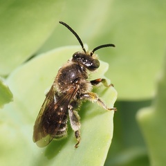 Macropis