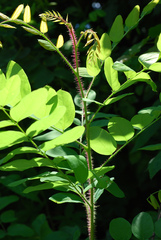 Robinia hispida hispida