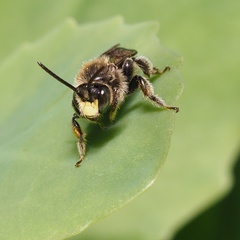 Macropis