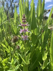 Stachys pilosa