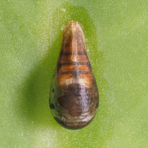 Episyrphus balteatus nuotrauka