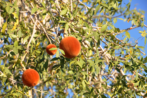 fony baobab