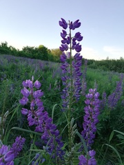 Lupinus polyphyllus