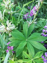 Lupinus polyphyllus