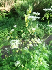 Bromus inermis