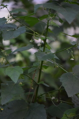Kearnemalvastrum lacteum