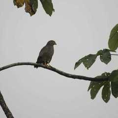 Rupornis magnirostris