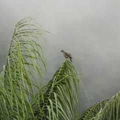 Rupornis magnirostris