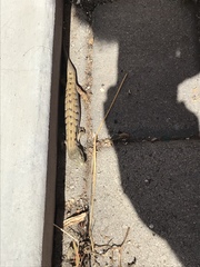 Elgaria multicarinata